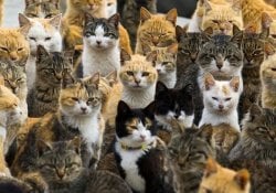Nekojima - Treffen Sie 20 Katzeninseln in Japan