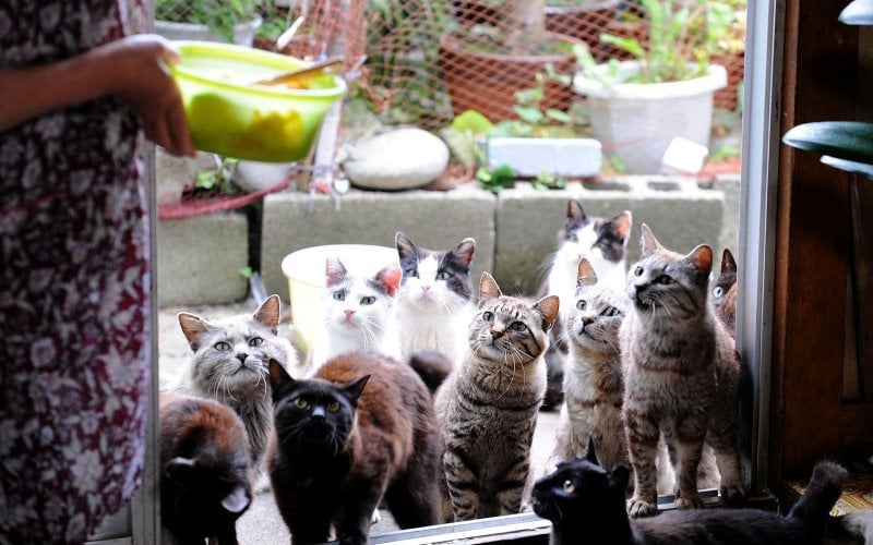 Nekojima - treffen Sie 20 Katzeninseln in Japan