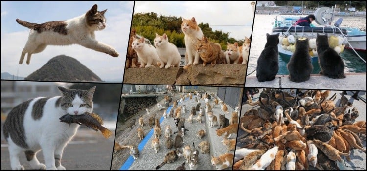 Khám phá những hòn đảo do mèo thống trị ở Nhật Bản - Đảo mèo