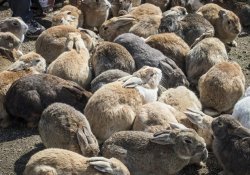 Okunoshima - Die berühmte Kanincheninsel