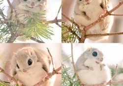 北海道的6种可爱的可爱动物