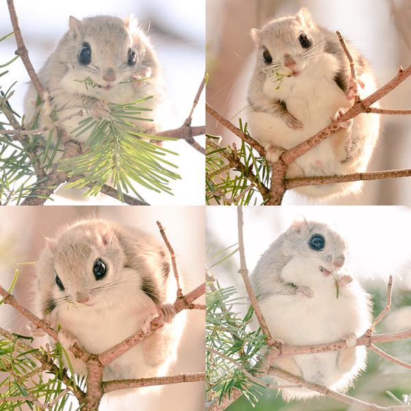 6 种原产于北海道的可爱动物 Suki Desu
