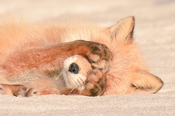 6 种原产于北海道的可爱动物 Suki Desu