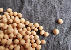 Japan foods, soy derivatives
