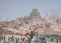 Hướng dẫn Hanami - Ngắm hoa ở Nhật Bản