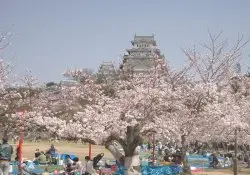 5月のアクティビティ - 日本 - 5月の祭りとイベント