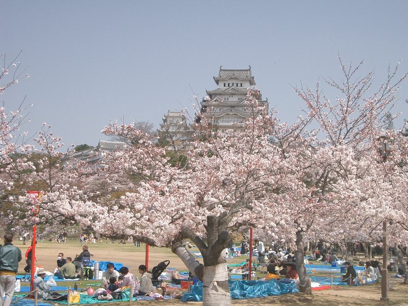 Hanami guide - enjoying the flowers in japan