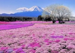 Hanakotoba - Meaning of Flowers in Japanese