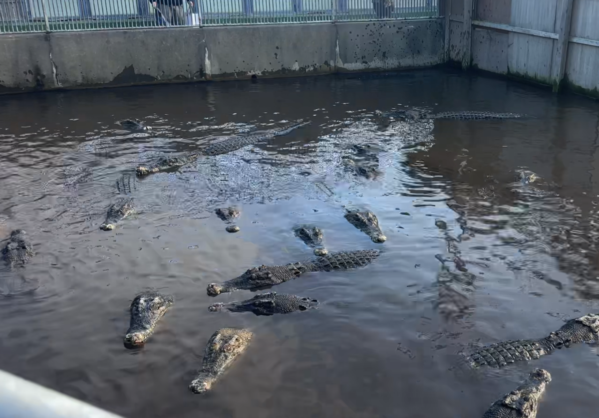 Beppu - źródła termalne, safari i piekło