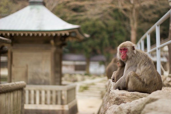 ¿Conoces la ciudad de los onsen?