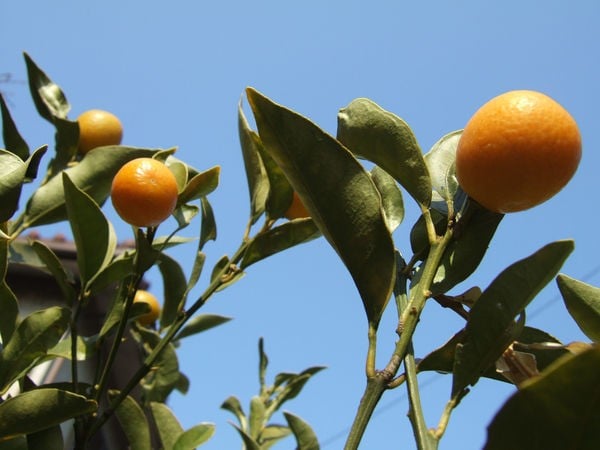 日本の柑橘系の果物-ゆず、金かん、ダイダン、スダチ