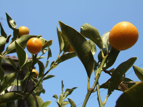 Citrus fruits from Japan - yuzu, kinkan, daidan, and sudachi