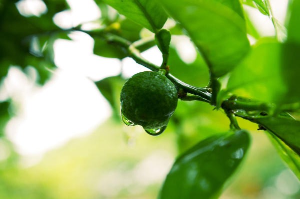 Citrus fruits from Japan - yuzu, kinkan, daidan, and sudachi