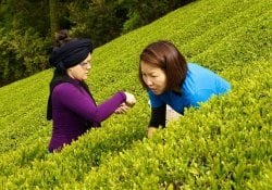 50種類の日本茶を発見