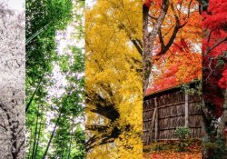 Temporadas, tiempo y clima en japonés