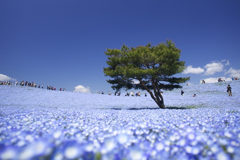 Os melhores jardins e parques espalhados pelo japão