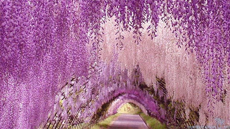 Ashikaga - สิ่งที่น่าสนใจและสถานที่ท่องเที่ยว