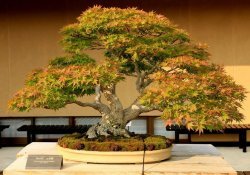 盆景 - 日本的微型树木艺术