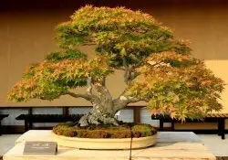 Bonsai - A arte Japonesa de Árvores em miniatura