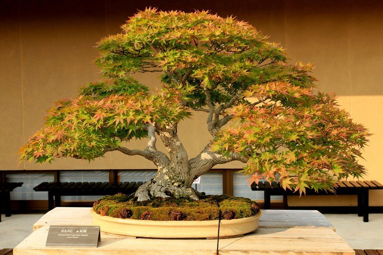 Bonsai - a Japanese art of cultivating miniature trees