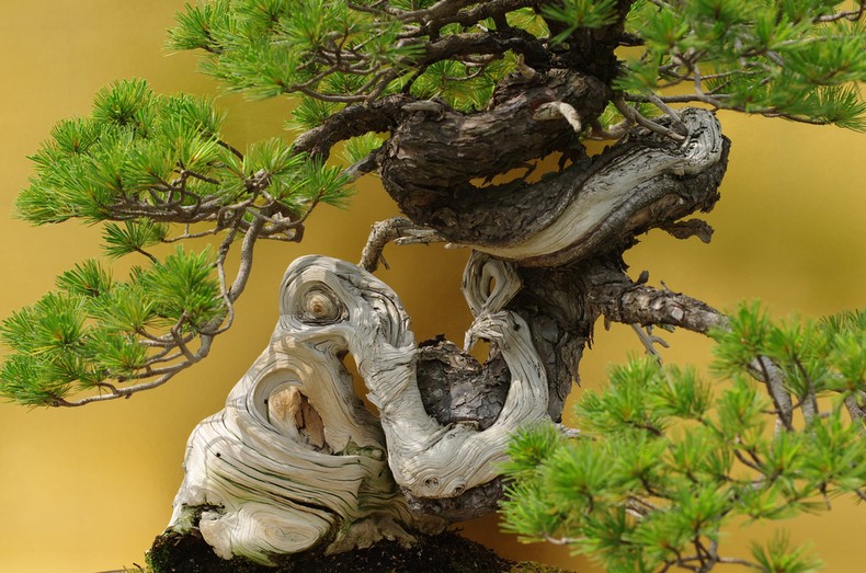 Bonsai - a arte japonesa de árvores em miniatura