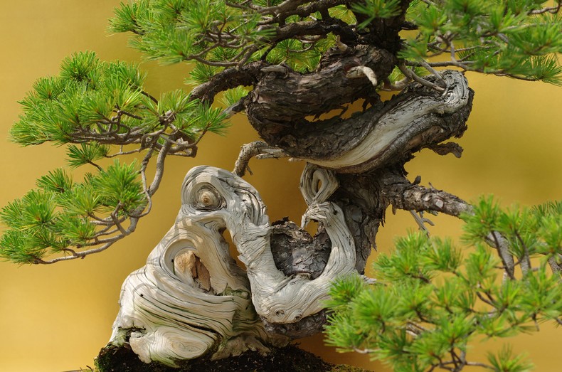 Bonsai - seni miniatur pohon Jepang