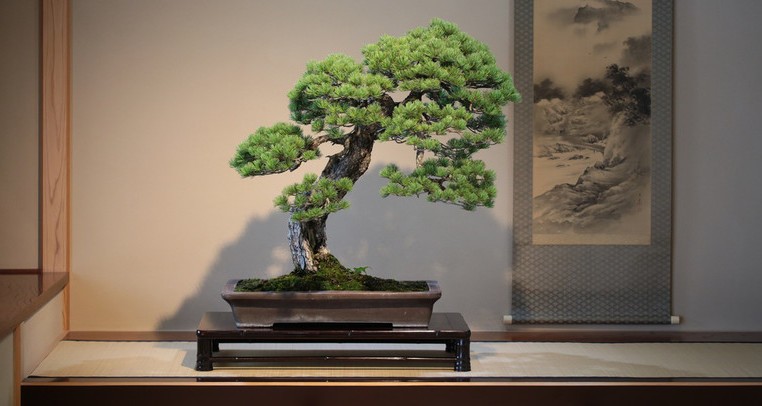 Bonsai - a Japanese art of cultivating miniature trees