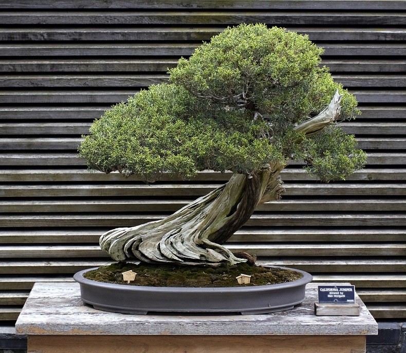 Bonsai - seni miniatur pohon Jepang