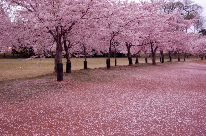 Hanami guide - enjoying the flowers in japan