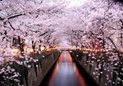 دليل هانامي - تذوق الأزهار في اليابان