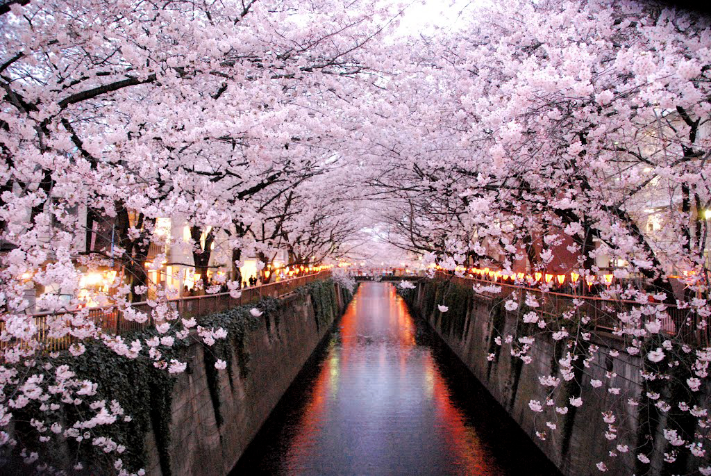 Guide Hanami - Profiter des fleurs au Japon