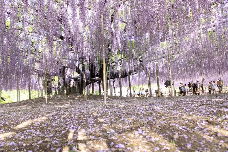 Ashikaga - curiosities and attractions