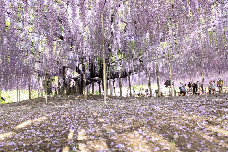 Ashikaga - สิ่งที่น่าสนใจและสถานที่ท่องเที่ยว