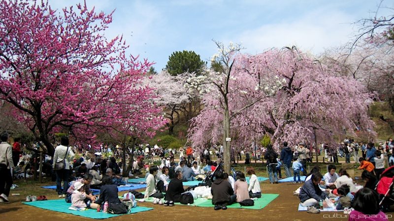 가이드 하나미-일본에서 꽃을 즐기다