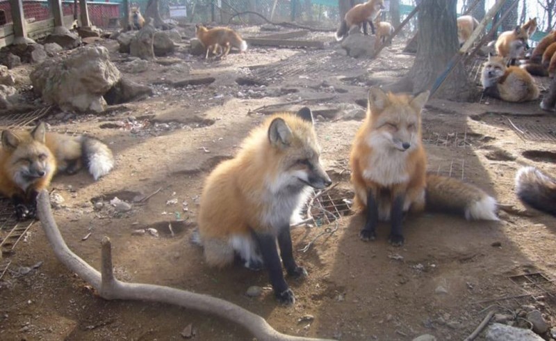 Zao kitsune mura - vila das raposas no japão
