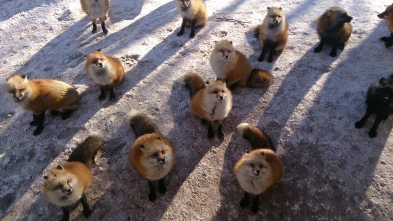 kitsune fox village