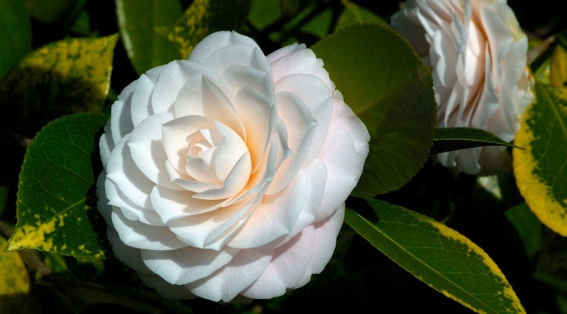 Camelia