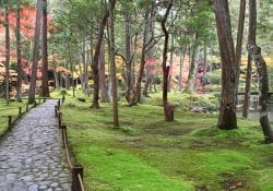 japanese garden trees