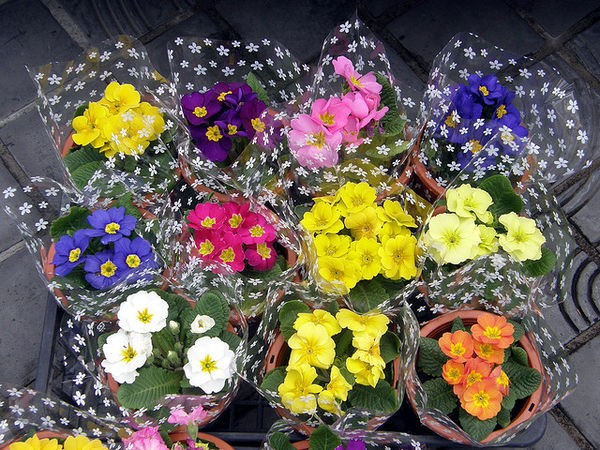 Hanakotoba - arti bunga dalam bahasa Jepang