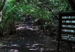 أوكيغاهارا - غابة انتحارية في اليابان