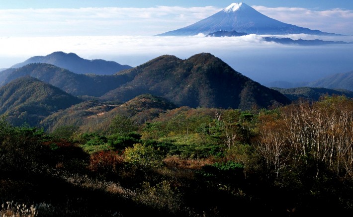 4. Fuji. Forest