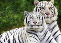 Japan and the Asian Tigers