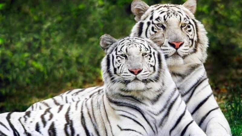 Japan and the Asian tigers