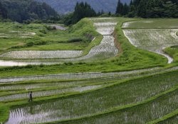 Rice paddy in japan