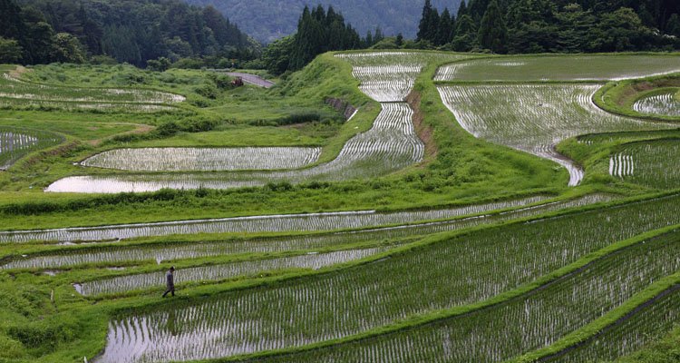 Arroz japonés