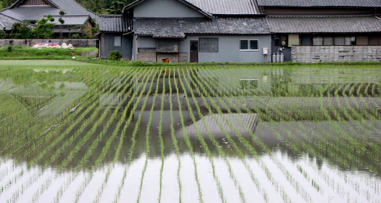 Campo de arroz