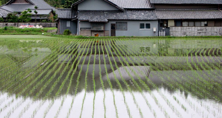 Panduan nama wanita dan pria Jepang