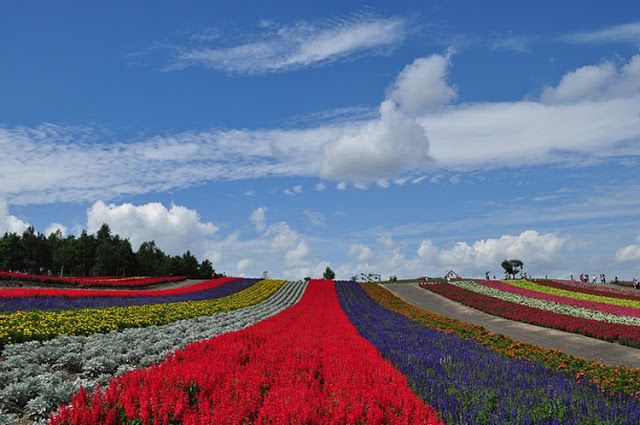 Biei - l'un des plus beaux paysages du Japon