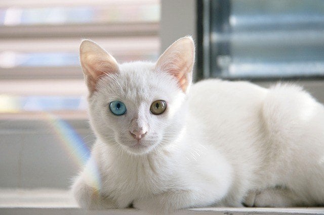 Japanese bobtail - mi-ke - lucky cat