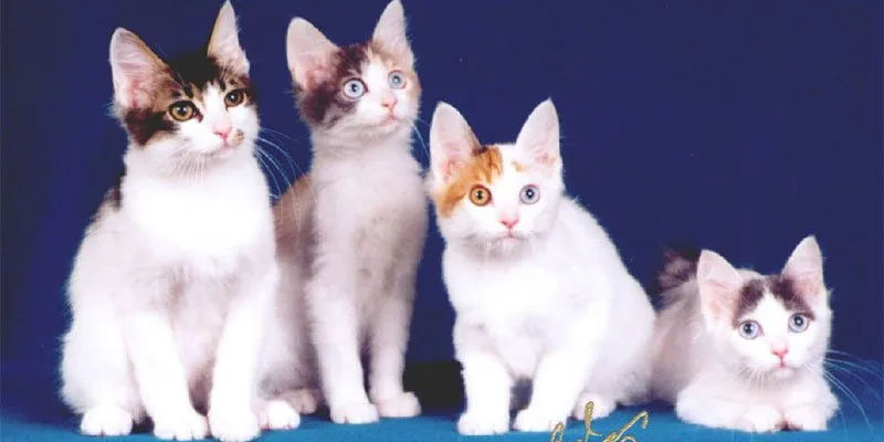 Bobtail Japonês – Mi-ke – Gato da sorte